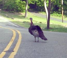 This tom turkey was spotted ambling down Route 638 in Highland Lakes. Not a good idea, but he did make it safely to the other side of the road.