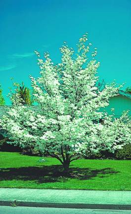 A flowering white dogwood tree.