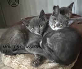 Meet Monet, Picasso, Dali