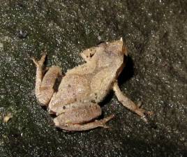 Talk on frogs, salamanders today