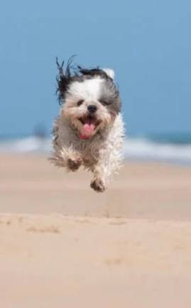 Action photos of pooches are a specialty for Carmen Gonzalez. Photo: nycpetpawtographer.com