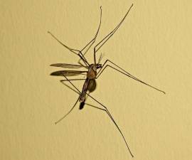 West Nile virus found in blood donor