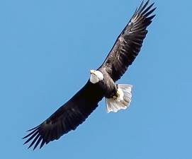 The small bald eagle population around Barry Lake and Lake Wanda is mostly seen over those bodies of water, but this one was spotted several miles away low over the trees in Wawayanda Park last week.