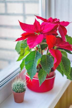 Pot with a Christmas poinsettia flower and succulent plant on the windowsill, blurred background,close up.