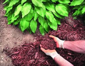 Before you mulch