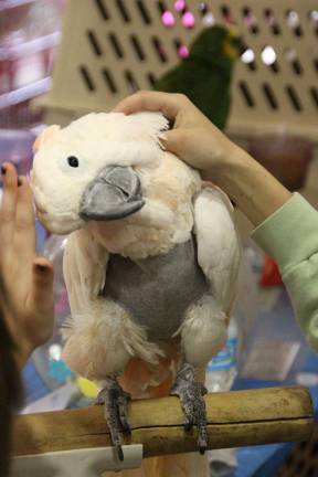 Cocoa from Parrot Rescue.