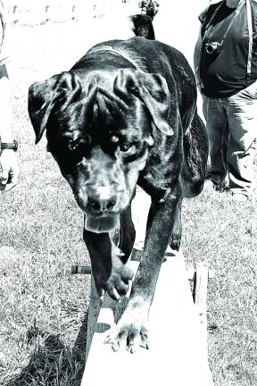 On the agility course and attempting the seesaw is Maximus, a two-year-old Rottweiler belonging to Jay Reedy of Vernon.