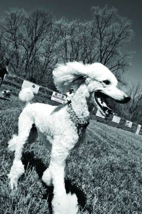 Lacey, a four-year-old Standard Poodle, enjoys the freedom of running through Vernon's dog park that is now officially open to the public. Lacey is owned by Tara Gumann of Vernon.