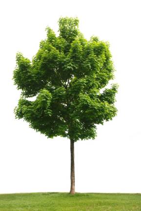 Celebrate National Arbor Day by planting free trees
