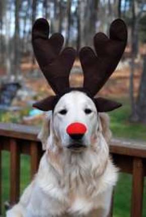 Submitted by: Barbara Divis of Milford, Pa. &quot;Bailey is all ready for Christmas.&quot;
