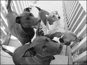 Overcrowding of Wantage dog pound may curtail services to other towns
