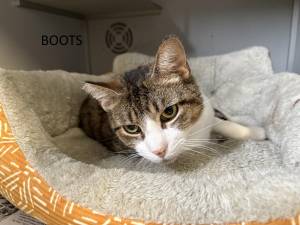 Meet Boots