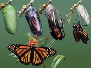 Monarch chrysalis hatching