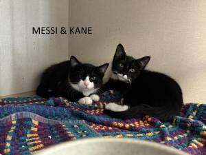 Meet Messi &amp; Kane