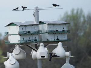 There is a colony of purple martins at the Wallkill River National Wildlife Refuge. (Photos provided)