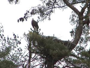 Adult bald eagle at its nest, seen on the Dec. 6 Search for Eagles (Photo provided)