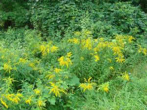 Roadside ragweed is very prevalent along Sussex County roads