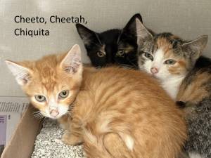 Meet Cheeto, Cheetah and Chiquita