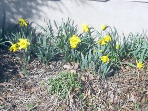 Daffodils began spring popping outside the Highland Lakes Clubhouse.