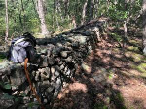 Most stone fences in Sussex County were built from the late 1700s until the Civil War. (Photo by Ron Dupont)