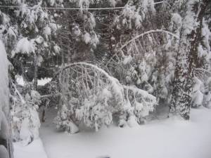 PHOTO BY JANET REDYKE A desolate sight on Friday March 2, buried trees and covered Highland Lakes with up to 15 inches of snow.