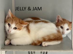 Meet Jelly and Jam
