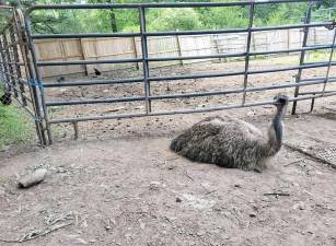 Vance the emu.