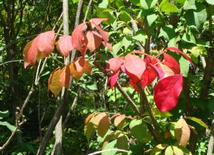 Leaves turning brilliant colors are beginning their change as the weather cools especially in the evening hours