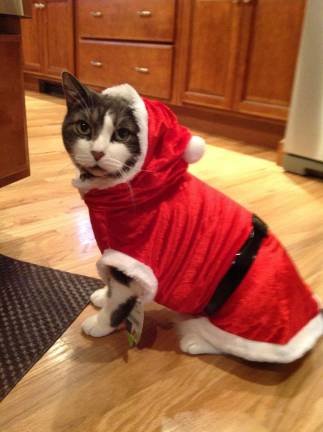 Submitted by: Patty Zdichocki &quot;Dusty is a 12 year old cat who has a sister named Casey. He is very lovable and photogenic.&quot;