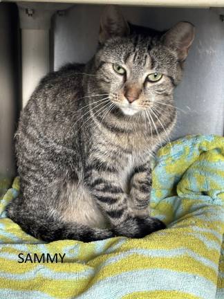 Meet Sammy