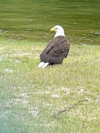 New ‘lifeguard’ on duty at Pleasant Valley Lake