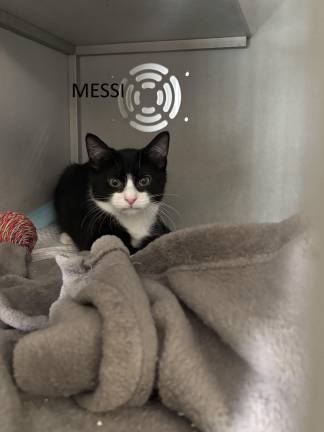 Meet Messi