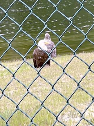 New ‘lifeguard’ on duty at Pleasant Valley Lake