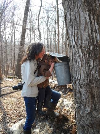 Allison and Asher Norwood of Wantage peek into the sap buckets looking for a drip.