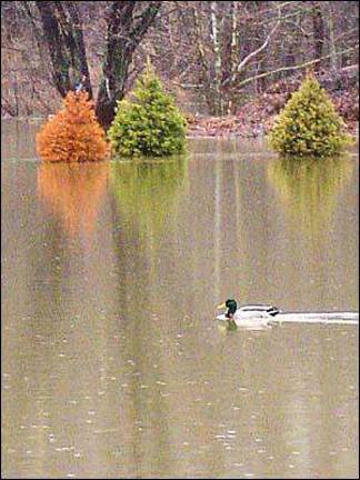 Swimming in the back yard