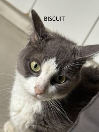 Meet Biscuit
