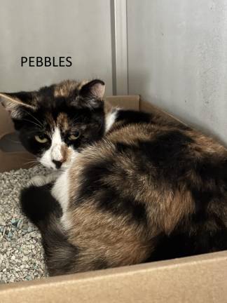 Meet Pebbles