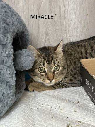 Meet Miracle