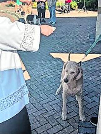 <b>Barkley the Labradoodle closes his eyes as Fr. Christopher Barkhausen blesses him with holy water at the annual St. Francis of Assisi Blessing of the Animals. </b>