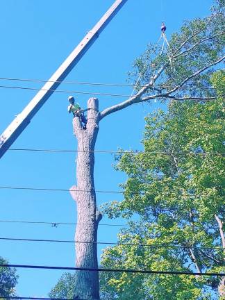 Cranning (using a crane ) to remove a large piece of oak tree beside high-tension power lines (Photo courtesy of Blue Ridge Tree Service)
