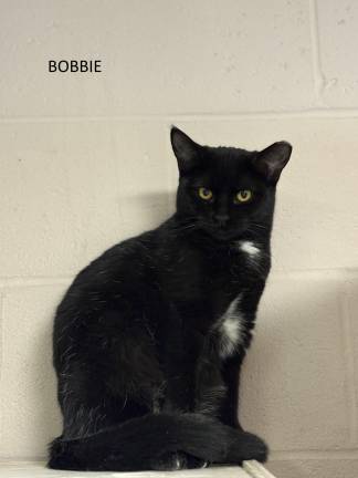 Meet Bobbie
