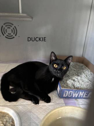 Meet Duckie