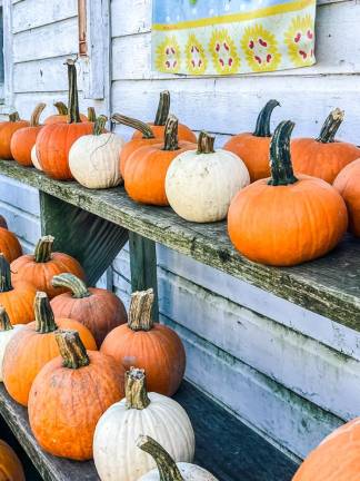 Pumpkins outside Och’s Orchard in Warwick. Photo submitted by Christopher Brown.