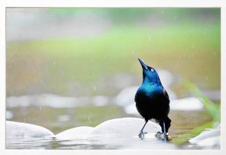 <b>This photo by Tyler Walker won first place in the birds category and Best in Show in the Adult Amateur Division last year. (Photo provided)</b>