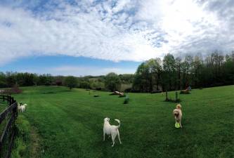 Dog parks in Sussex County, NJ
