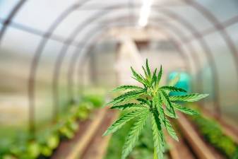 Cannabis cultivation is banned, along with five other licenses allowed by the state of New Jersey