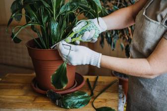 Female hands cutting Damaged Leaves from potted Spathiphyllum Sensation houseplant.