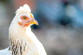 Sussex resident asks for chicken ordinance change
