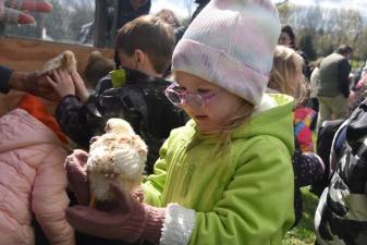 Fiona Mackwell, 3, holds a baby chick.