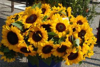 [Farmside Gardens displayed July's flower, sunflowers]